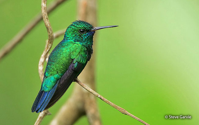blue-chinned_sapphire