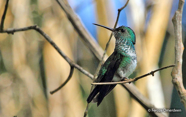 blue-chinned_sapphire