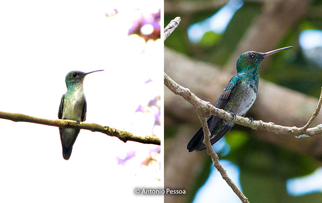 blue-chinned_sapphire