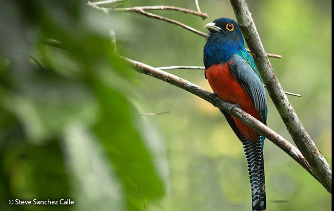 blue-crowned_trogon