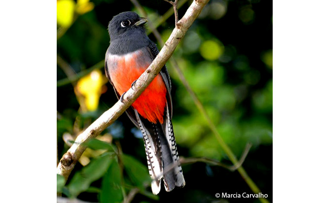 blue-crowned_trogon