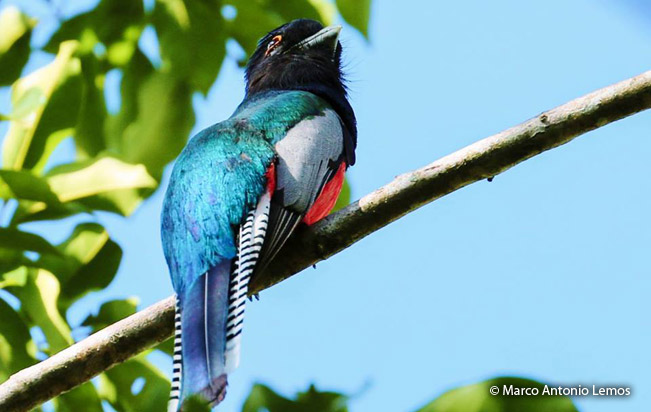 blue-crowned_trogon