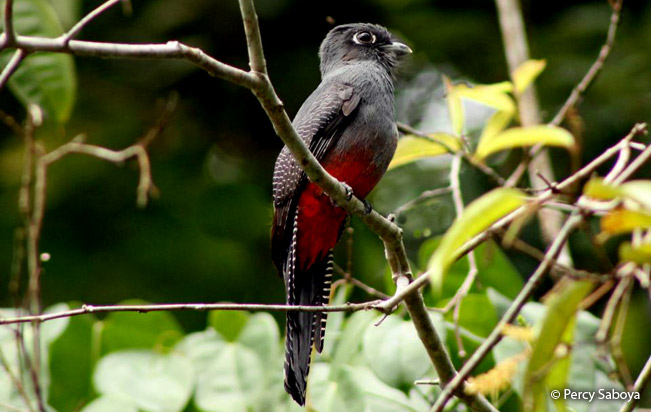 blue-crowned_trogon