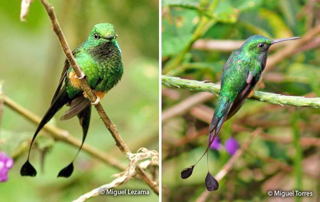 booted_racket-tail