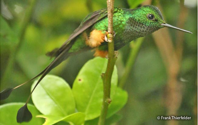 booted_racket-tail