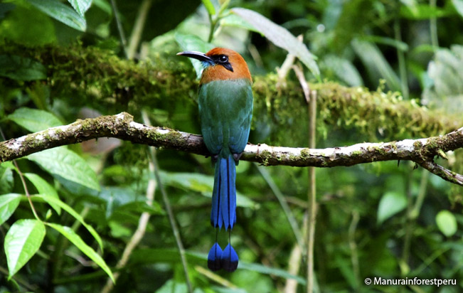 broad-billed-motmot