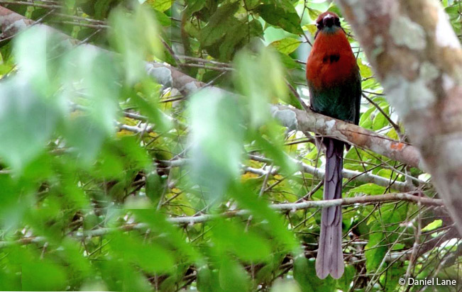 broad-billed-motmot