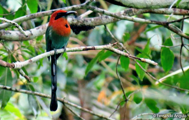 broad-billed-motmot