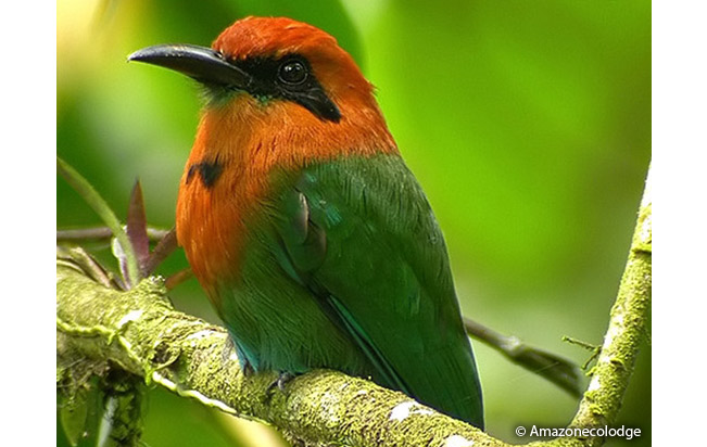 broad-billed-motmot