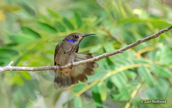 brown-violetear