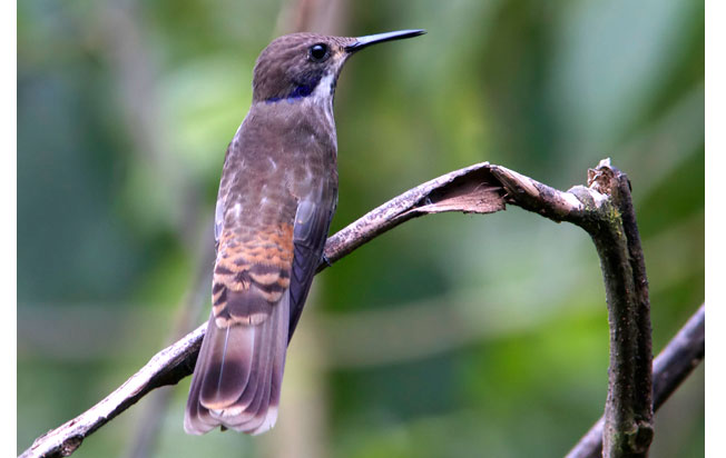 brown-violetear