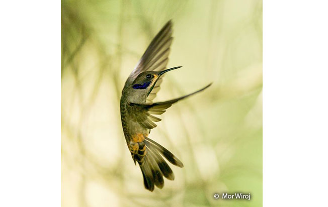 brown-violetear