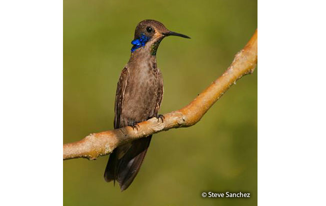 brown-violetear