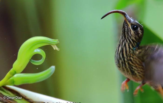 buff-tailed-sicklebill