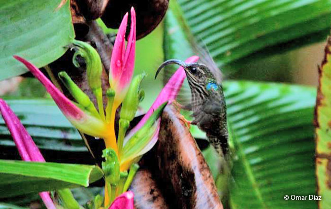 buff-tailed-sicklebill