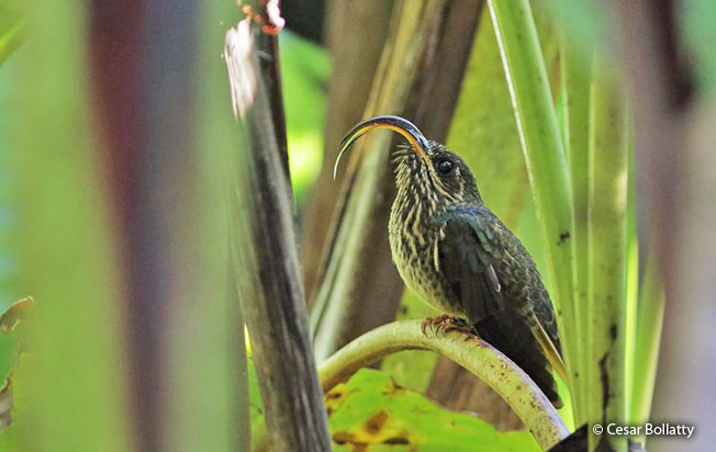 buff-tailed-sicklebill