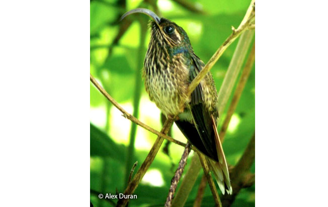 buff-tailed-sicklebill