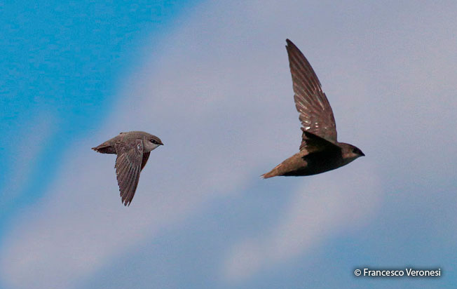 chimney_swift