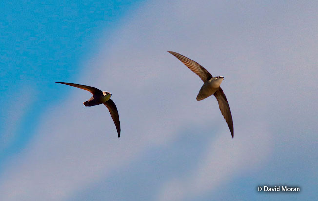 chimney_swift