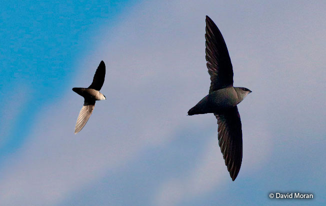 chimney_swift