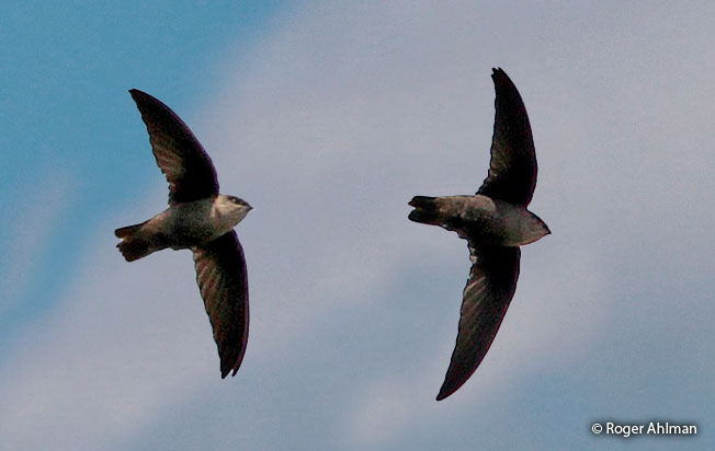 chimney_swift