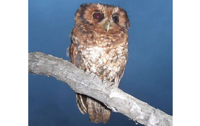 cloud_forest_screech-owl