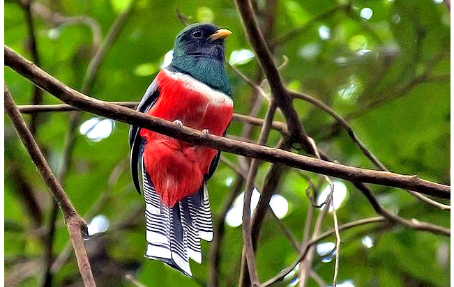 collared_trogon