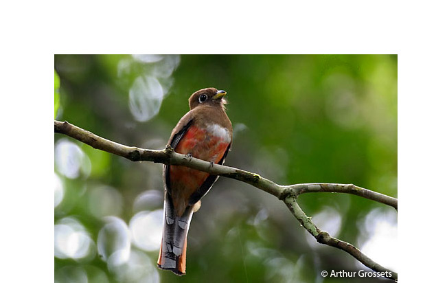 collared_trogon
