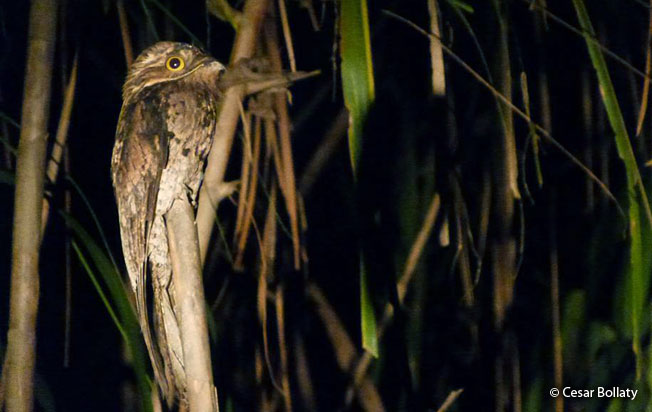 common_potoo