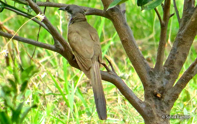 dark-billed_cuckoo