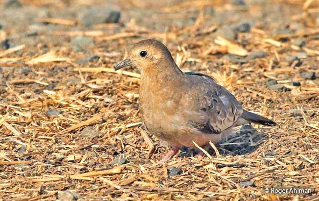 ecuadorian_ground-dove