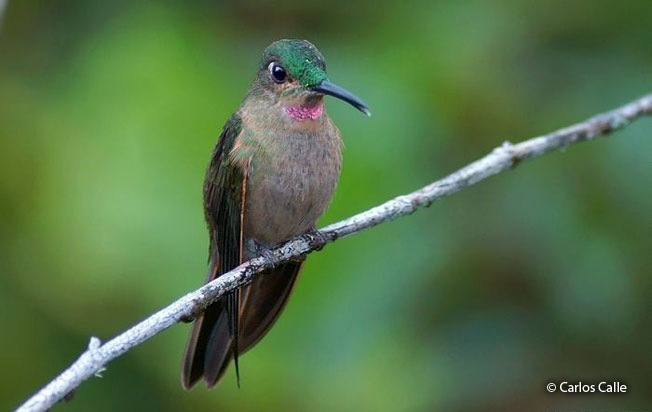 fawn-breasted_brilliant