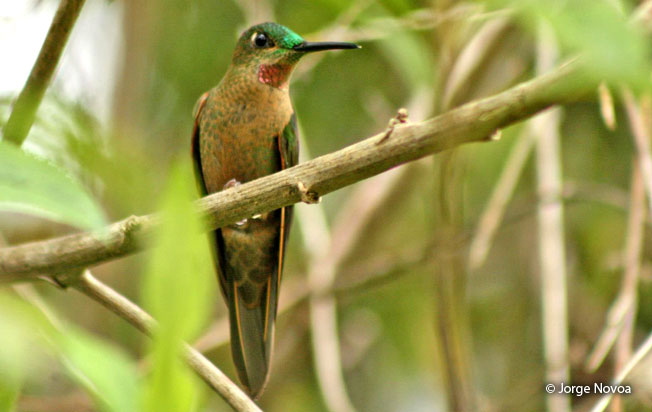 fawn-breasted_brilliant