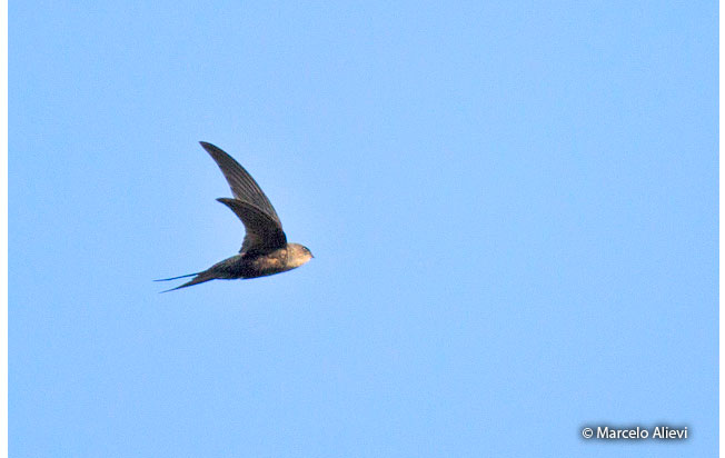 fork-tailed_palm-swift