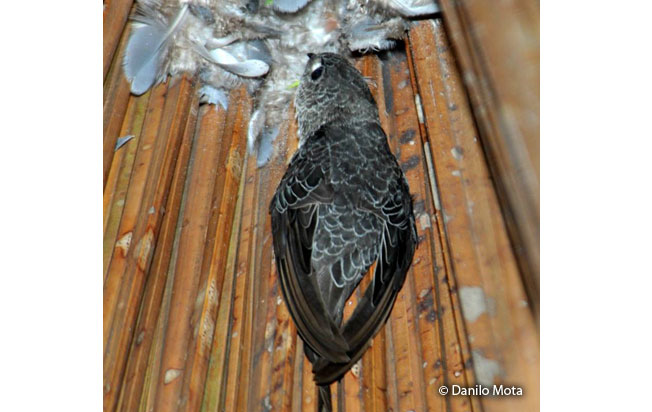 fork-tailed_palm-swift
