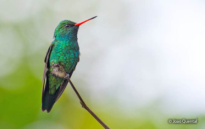 glittering-bellied-emerald