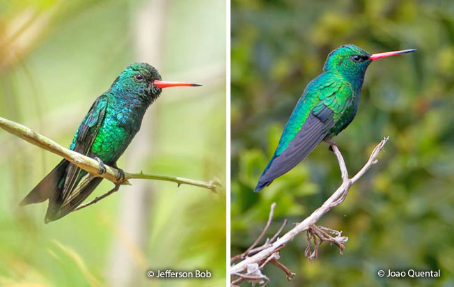 glittering-bellied-emerald