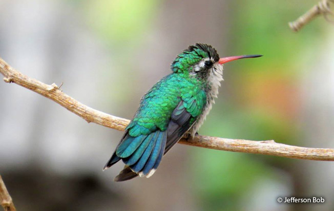 glittering-bellied-emerald