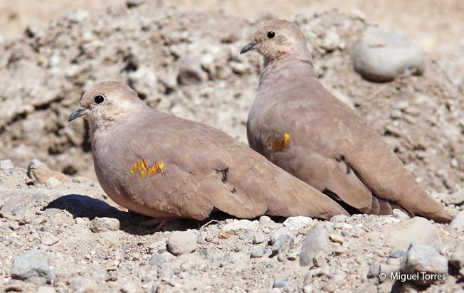 golden-spotted_ground-dove