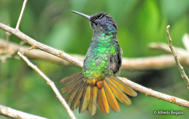 golden-tailed_sapphire