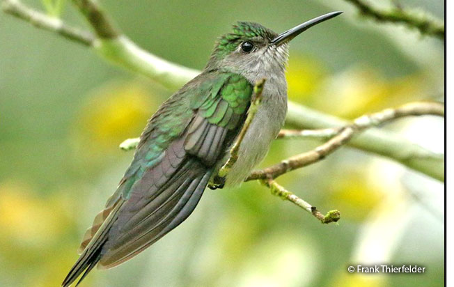 gray-breasted_sabrewing