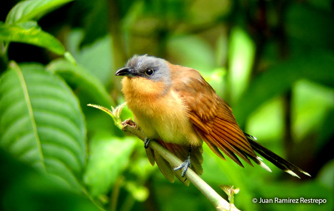 gray-capped_cuckoo