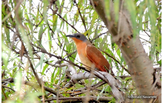 gray-capped_cuckoo