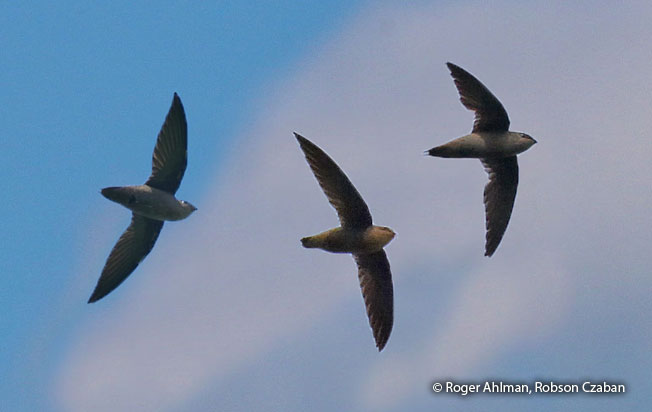 gray-rumped-swift