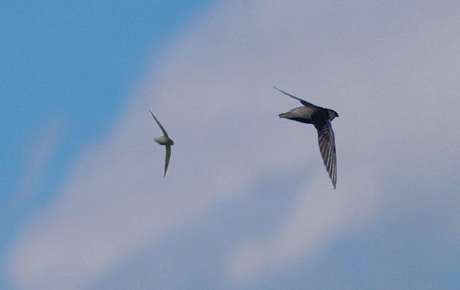 gray-rumped-swift
