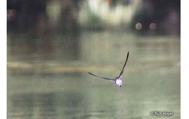 gray-rumped-swift