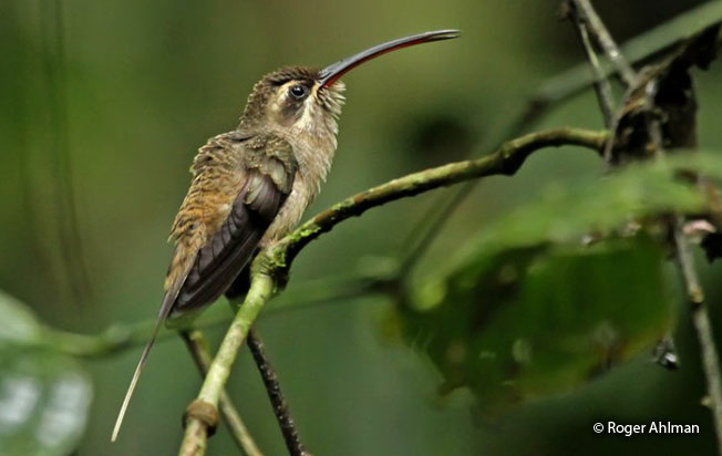 great-billed_hermit