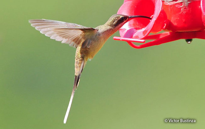great-billed_hermit