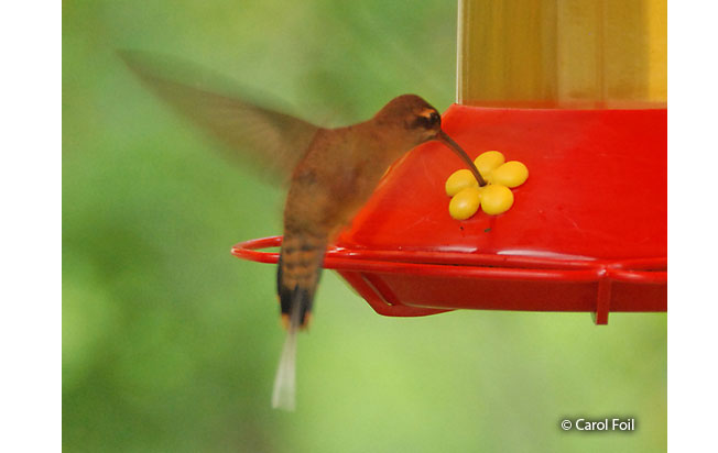 great-billed_hermit