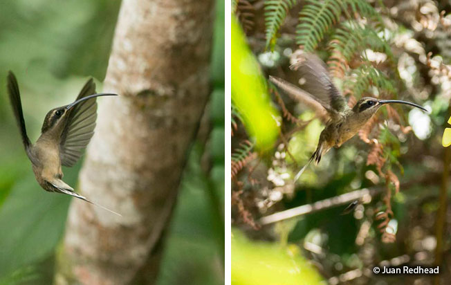great-billed_hermit